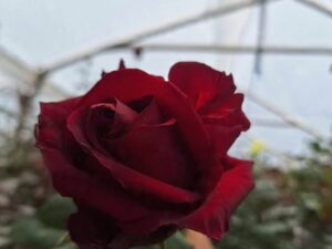 Explorer por bonches para San Valentin